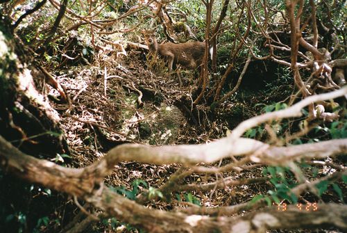 Yakushima_14