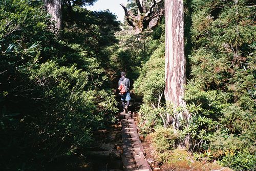 Yakushima_13