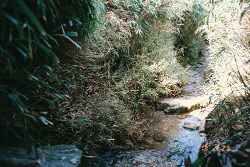 Yakushima_15
