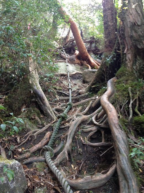 Yakushima_19 Yakushima_19