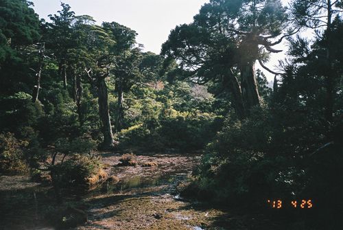 Yakushima_12